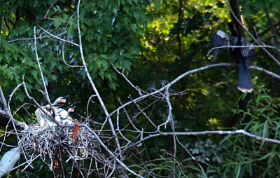 [At least three dark beaks on light-tan bodies in a nest of sticks are pointed to the right. Approximately six feet away and about two foot above the level of the nest is an adult male anhingha facing away from the camera. The adult has mostly black feathers except for tan on the tip of its tail and some white stripes on its wings which it has partially extended. This is a heavily treed area so the entire background is green with leaves.]